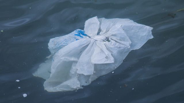 Citizen Science Can Help Study Microplastic Pollution
