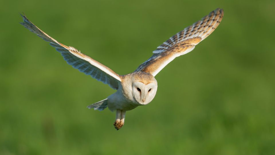 An owl flying over a green field.