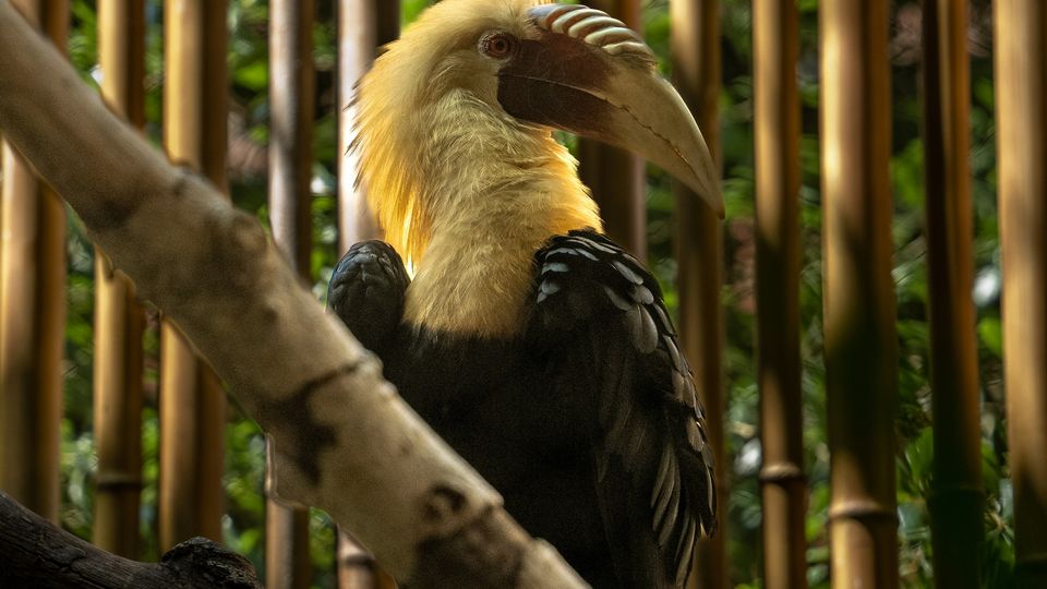 A large bird in a bamboo cage. Black breast. Yellow head. Long, curved beak.