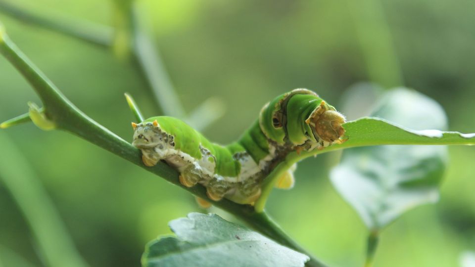 A green caterpillar on a stem, eating a green leaf.