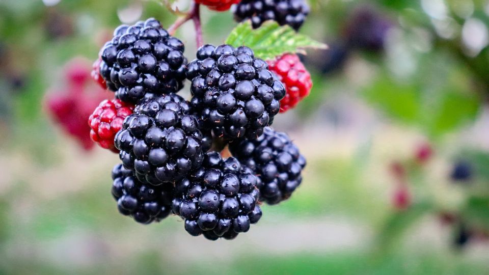 Blackberries on the stem, most black, some smaller and red.