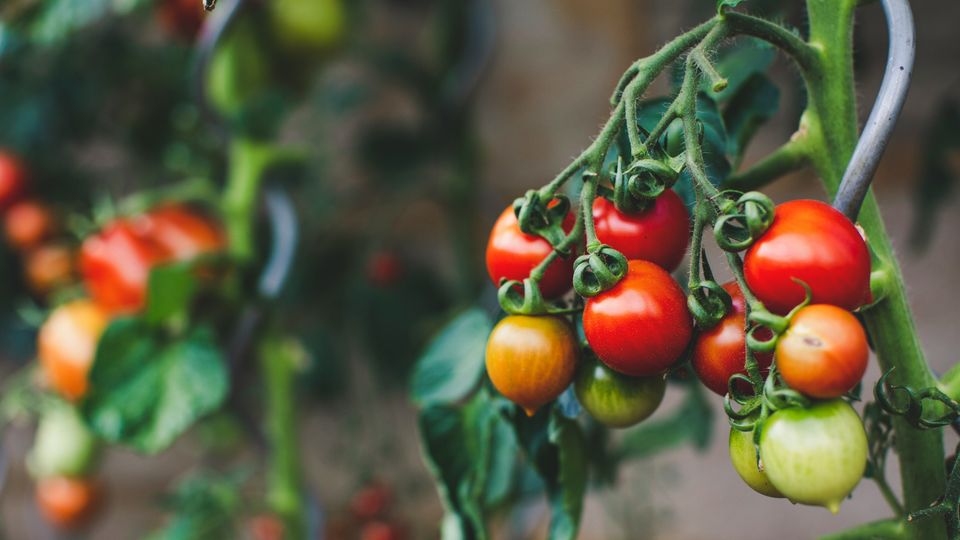 Tomatoes growing on the vine.