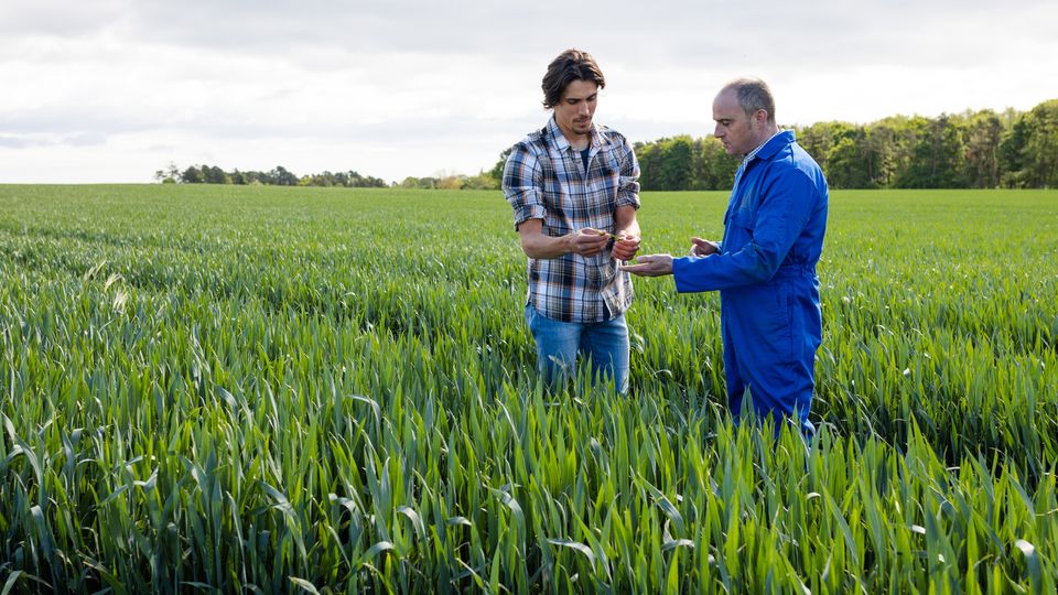 Two people stand in a green crop field, holding out their hands, seemingly discussing the crops.