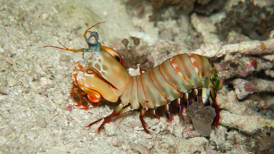 A pearl-colored mantis shrimp crawling along the ocean floor.