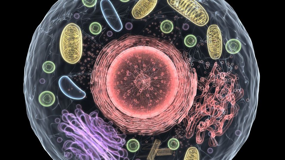 An image of a cell with organelles visible.