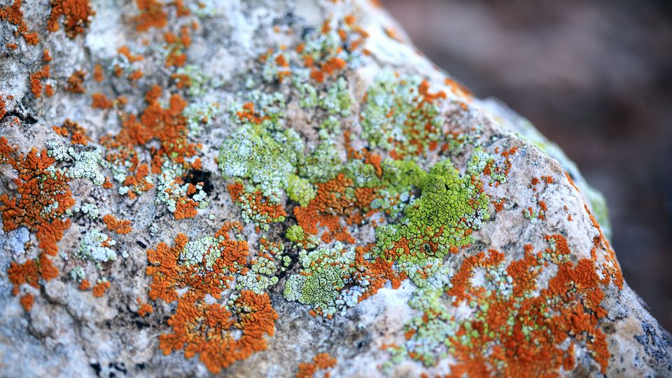 Rusty brown and green lichen growing on a grey rock.
