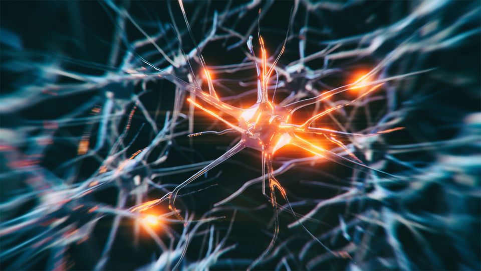 A neuron, lit up among gray surrounding cells, illustrating misplaced cell signaling.