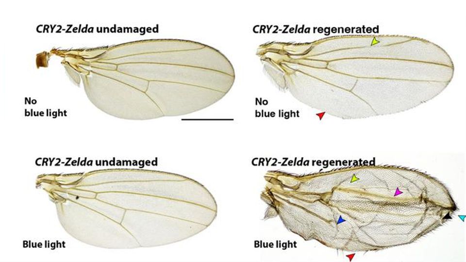 Flies with undamaged wing discs and wing discs that regenerated with expressed Zelda exhibited normal development, while wing disc regeneration in the absence of Zelda led to defective wing development.