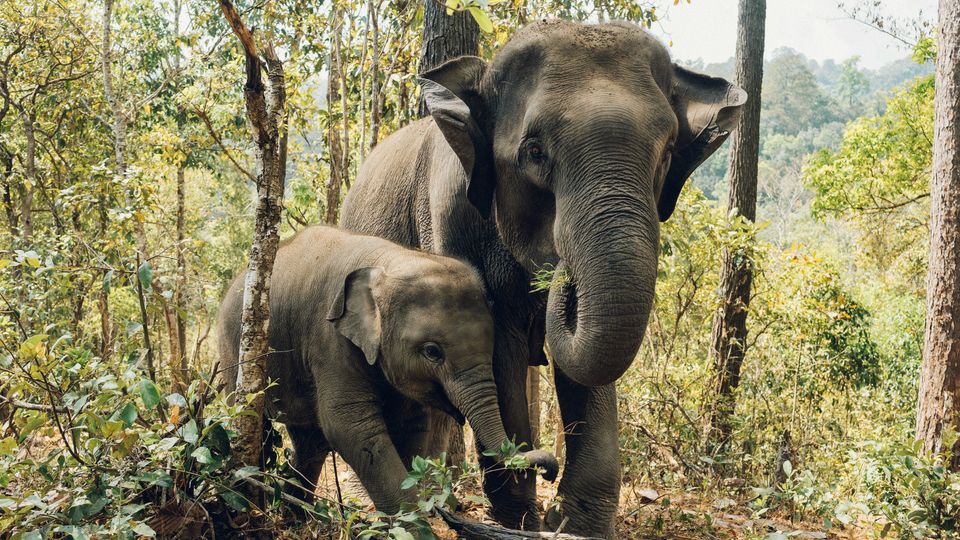 An adult and juvenile Asian elephant in between trees and bushes.