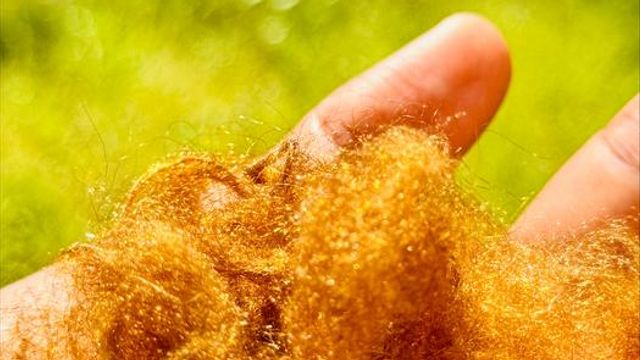 A researcher holding the golden silk threads in their palm.