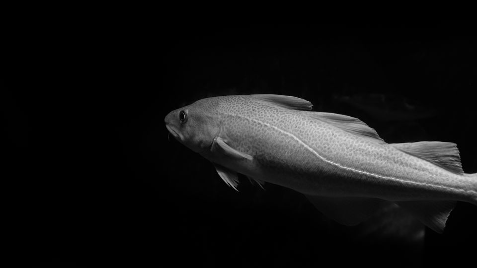 A black and white photograph of a fish, most likely a cod, swimming in the gloom.