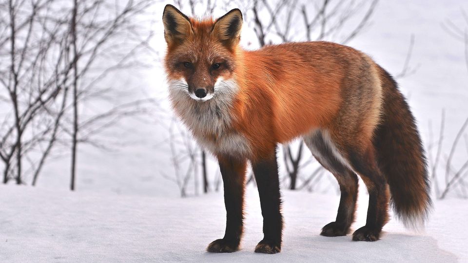 Orange fox in a snowy landscape.