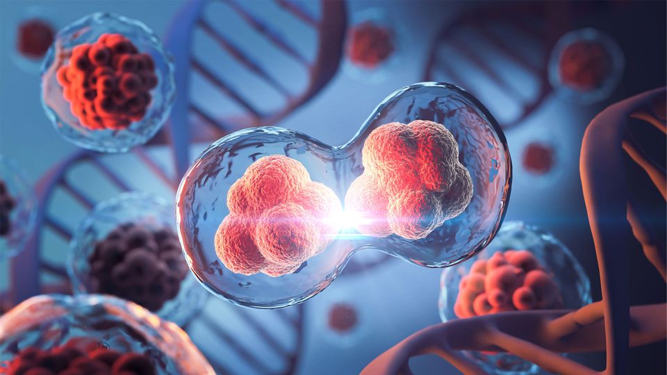 A cell divides into two, forming two nuclei and cytoplasm.