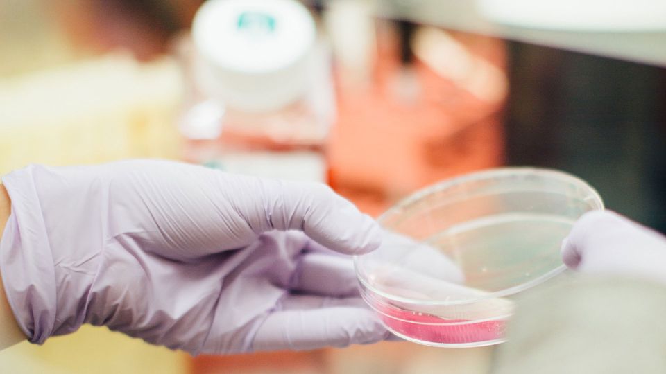 A person wearing gloves holds a petri dish containing pink cell culture medium.