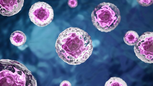 Cells with pink nucleus and clear cytoplasm floating on blue background.