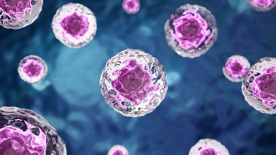 Cells with pink nucleus and clear cytoplasm floating on blue background.
