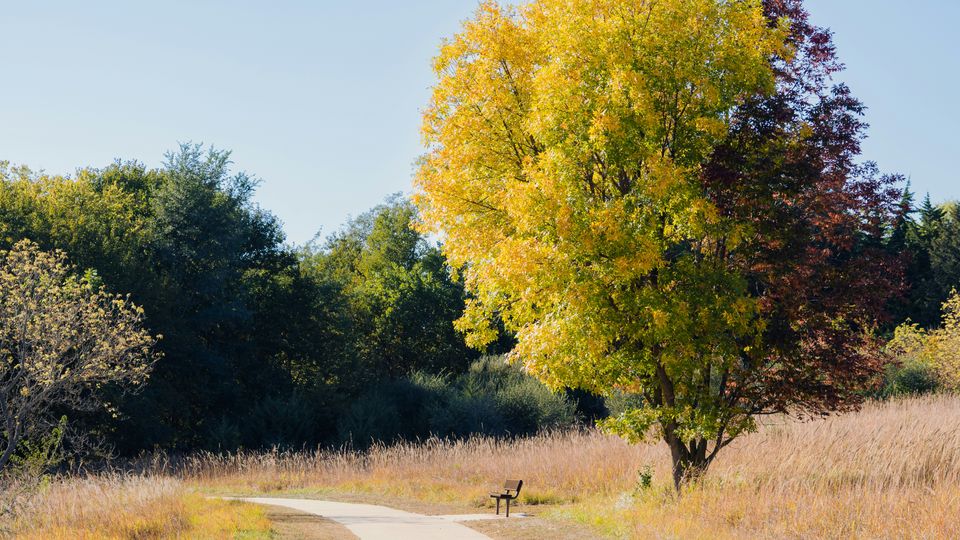 A bushy ash tree next to a park bench. Other trees visible, along with path and dried grass.