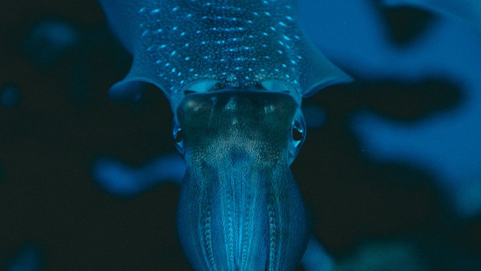 A small squid, blue and luminescent, looking at the camera
