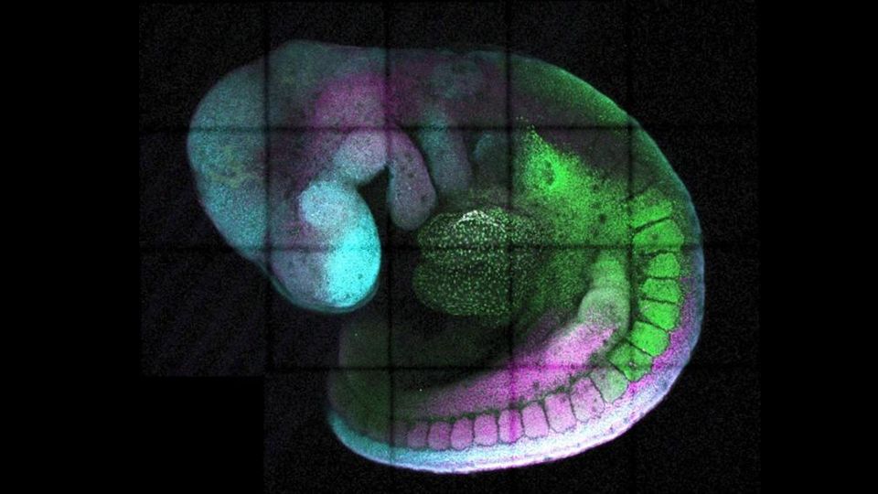 A mouse embryo, with gridlines to differentiate parts of its body. Different gene are labelled in green, pink and blue.