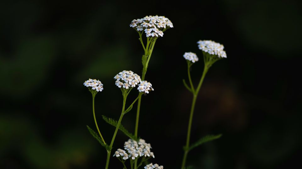 The small white flowers of a yarrow plant, green stems beneath.