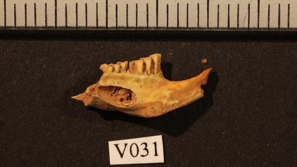 Fossilized jawbone from an ancient lemming, labeled V031, displayed with scale for analysis.