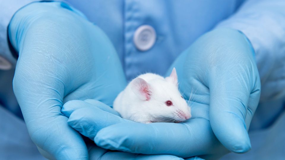 A scientist in blue gloves holding a white mouse used in drug testing.
