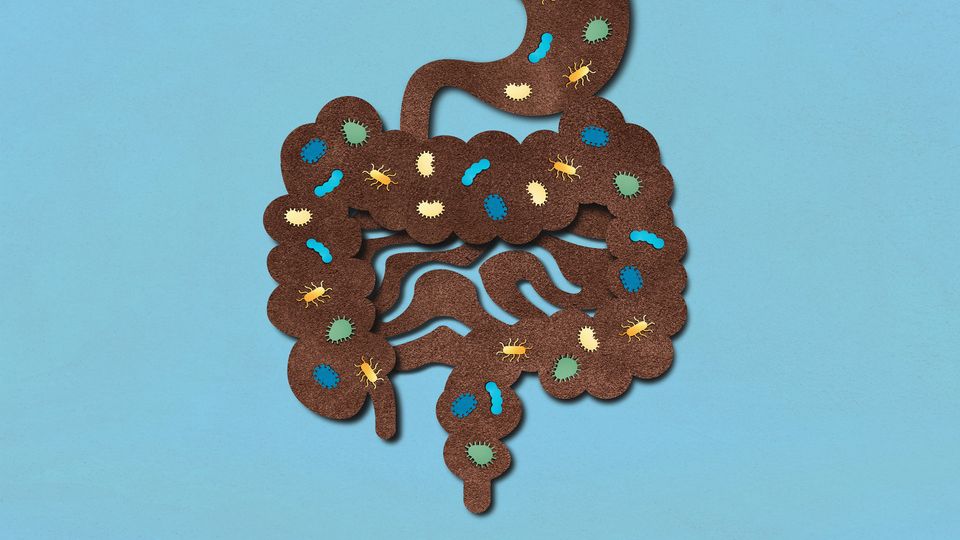 Illustration of the gut with colorful microbiota within it.