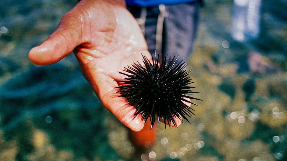 A hand holding a black sea urchin. Shallow waters visible.