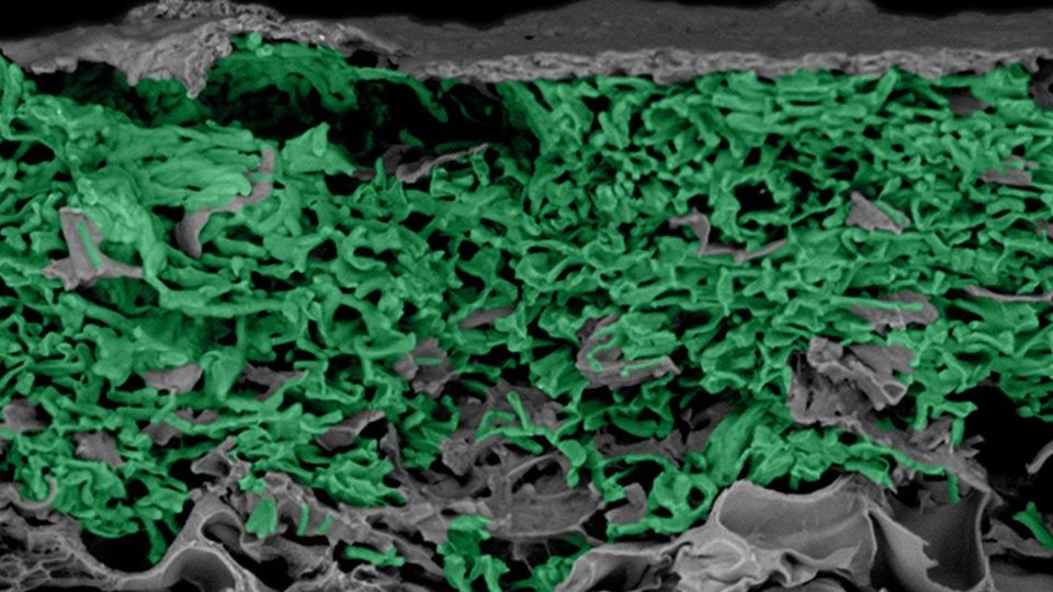 A scanning electron microscope image of an engineered living material, featuring live cyanobacteria cells (green) diffused into a temperature-responsive polymer (gray).
