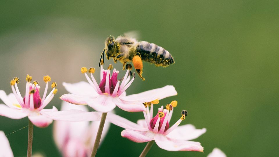 A bee hovers over small pink flowers.
