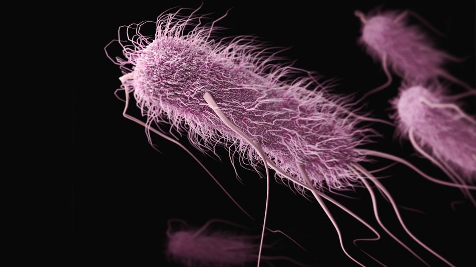 Bacteria with long flagella, a potential target to slow antibacterial resistance.