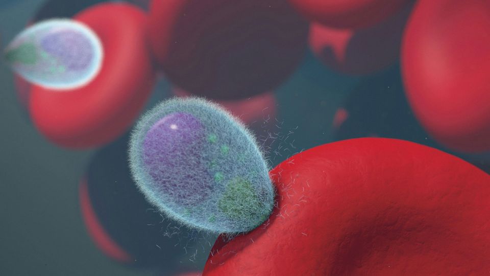 A malaria pathogen attacks a red blood cell.