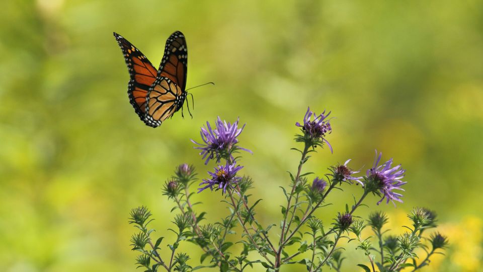 A butterfly approaches some purple flowers.