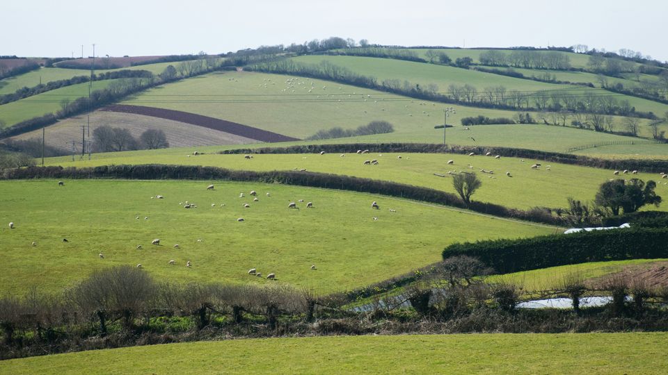 The rolling green fields of England.