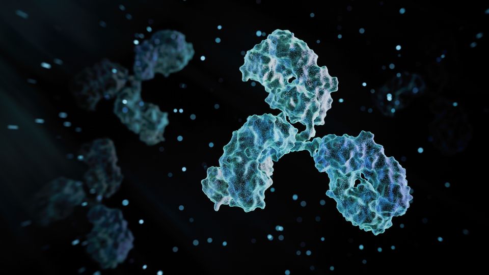 3D rendering of monoclonal antibodies.