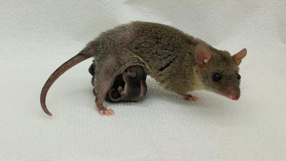 A small gray-brown marsupial, likely a mouse opossum, stands on a white surface with several tiny joeys clinging to her underside.