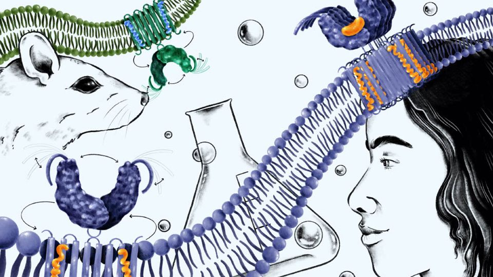 This illustration depicts as human STING protein signaling progresses from inactive to overactive, it can trigger an unwanted immune response — a progression not found in mouse models.