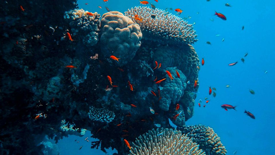 A coral reef, small orange fish swimming, blue sea around.