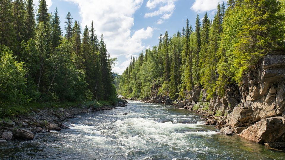 A fast-flowing river flowing through a forest under a blue sky.