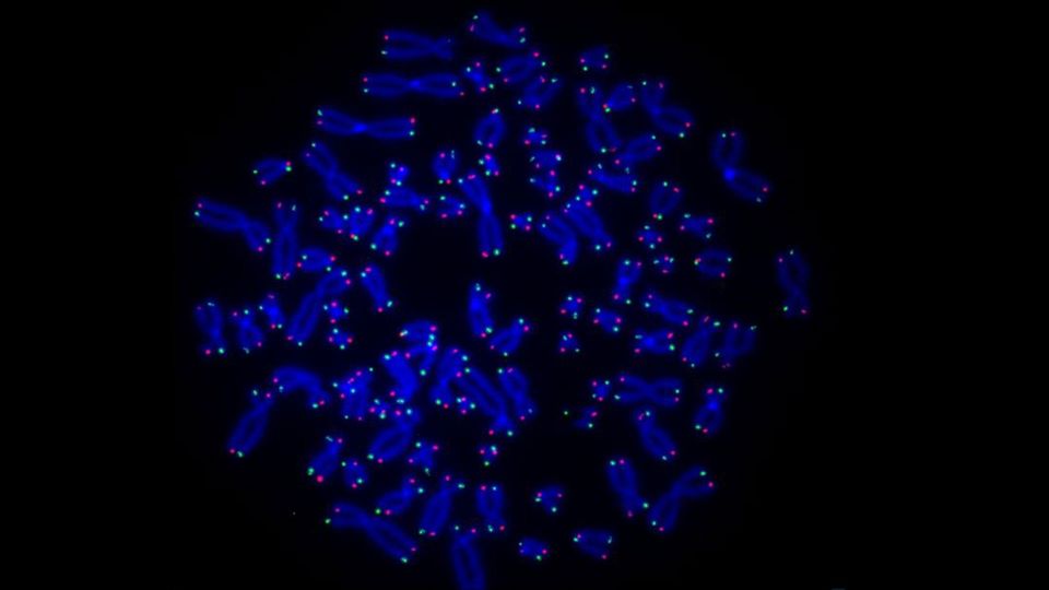 Human chromosomes, with telomeres highlighted in red and green.