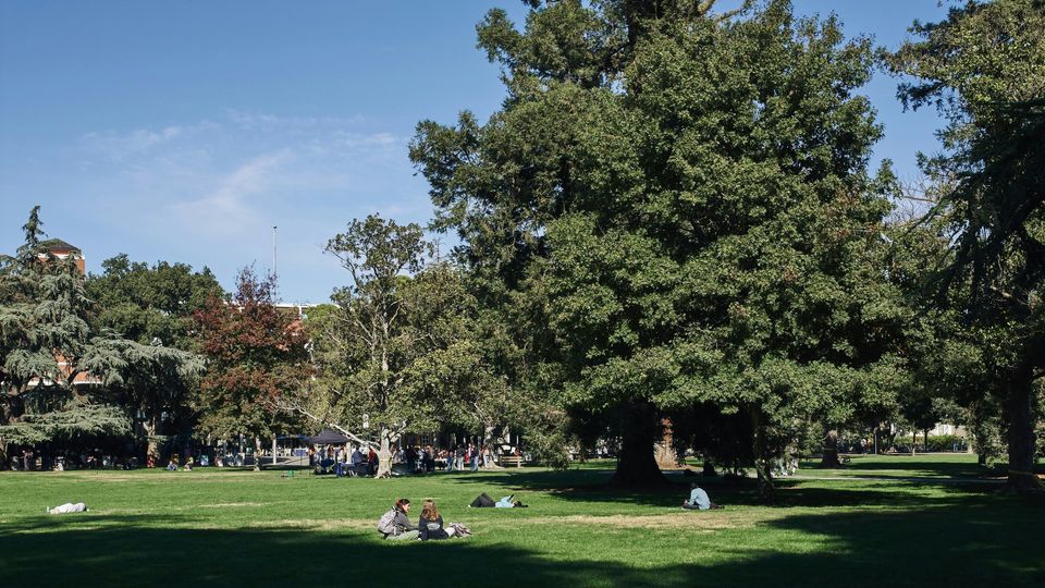 A bucolic scene on campus grass, students sitting, trees around.