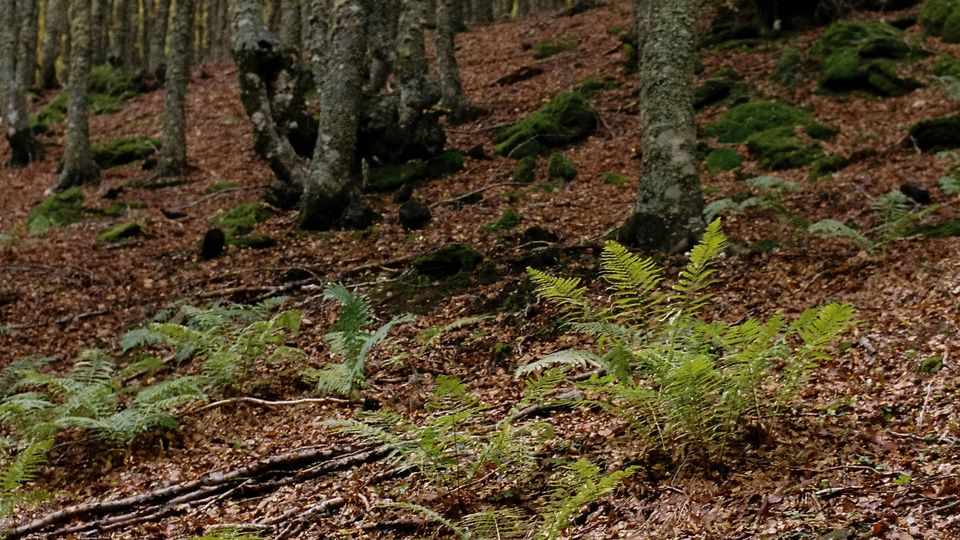 A forest floor, strewn with dead leaves and blooming ferns.