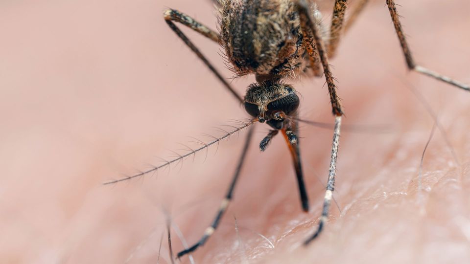 Close up image of a mosquito biting a human.