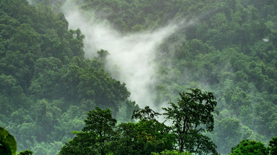 A jungle forest treeline, mist visible trailing down a hill.