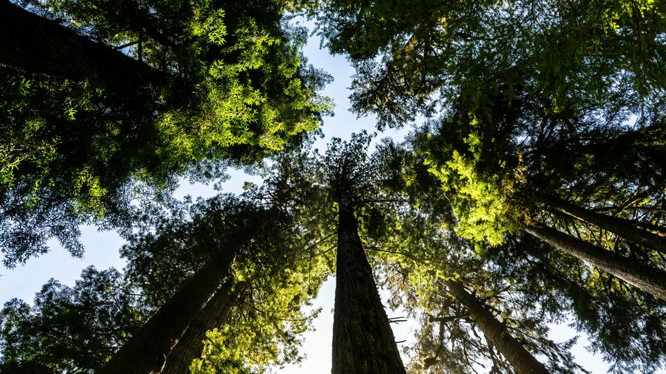 A view of tall, leafy conifers from ground-level, looking up. Blue sky visible between the tree tops.