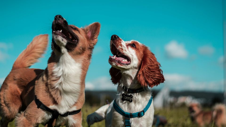 Two dogs, different breeds, look to the left of the frame, mouths open.