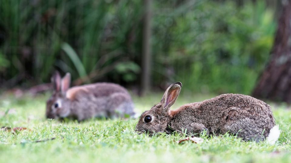 Two rabbits lie on grass, one in the foreground, one in the back.