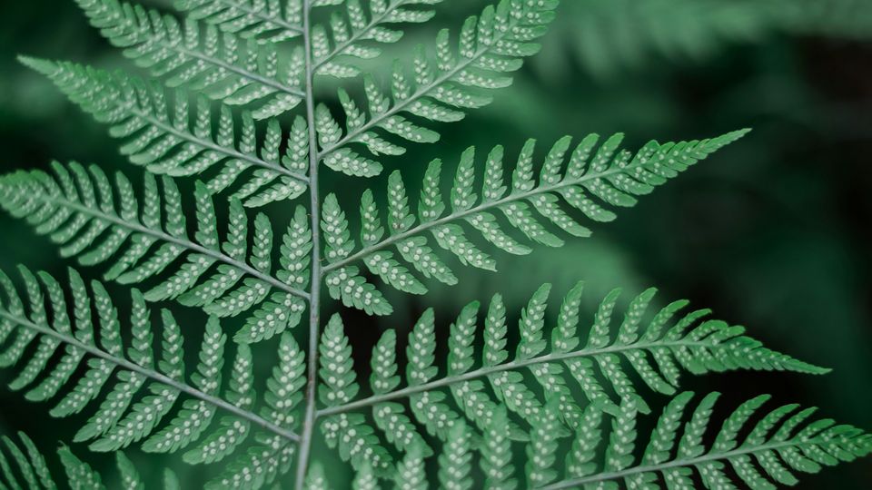 The green leaves of a fern.