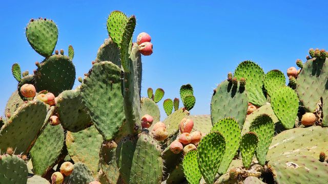 Cacti with wide round leaves, red bulbous fruit visible. Clear blue sky. 