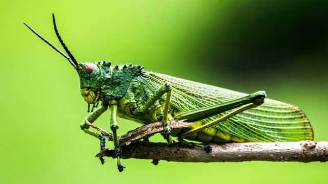 New Camera Reads Insect Heartbeats From Afar